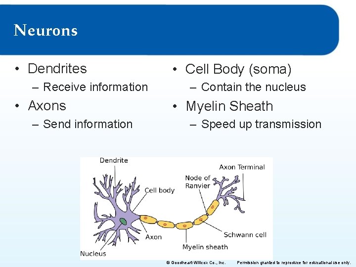 Neurons • Dendrites – Receive information • Axons – Send information • Cell Body
