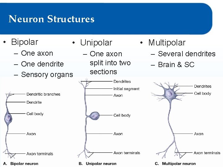 Neuron Structures • Bipolar • Unipolar – One axon – One dendrite – Sensory