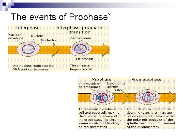 The events of Prophase` 