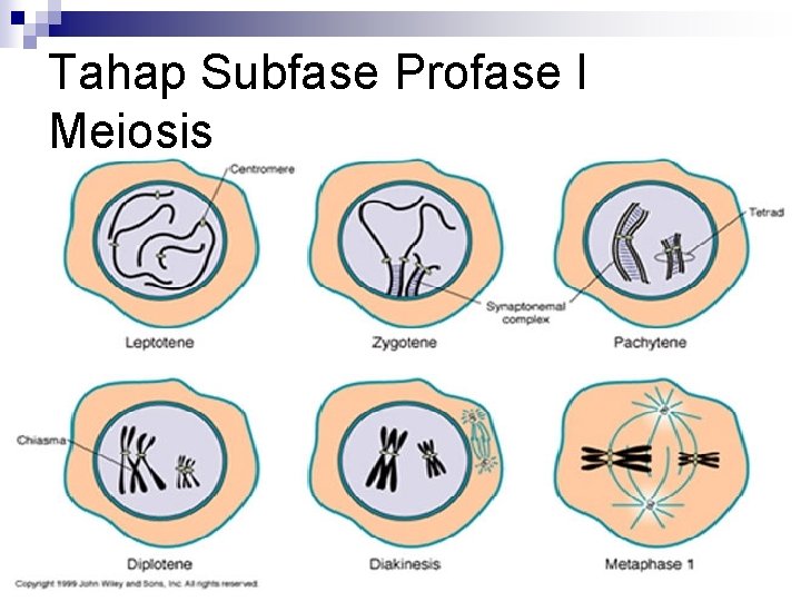 Tahap Subfase Profase I Meiosis 