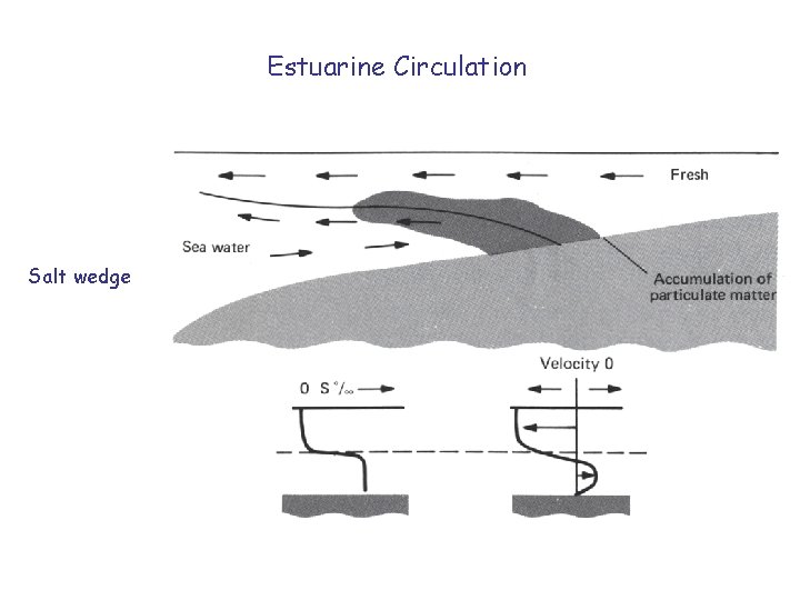 Estuarine Circulation Salt wedge 