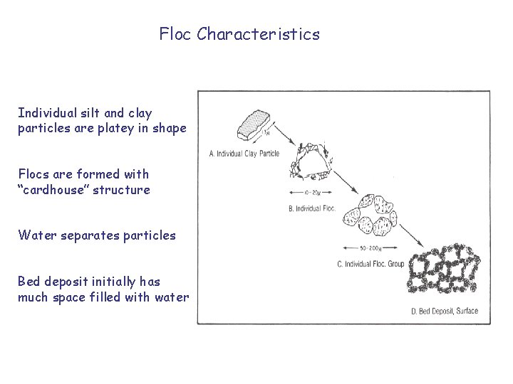 Floc Characteristics Individual silt and clay particles are platey in shape Flocs are formed