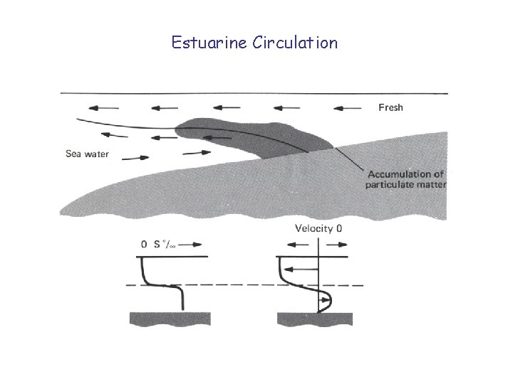 Estuarine Circulation 