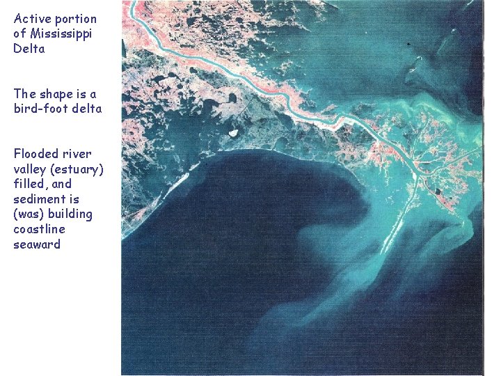 Active portion of Mississippi Delta The shape is a bird-foot delta Flooded river valley