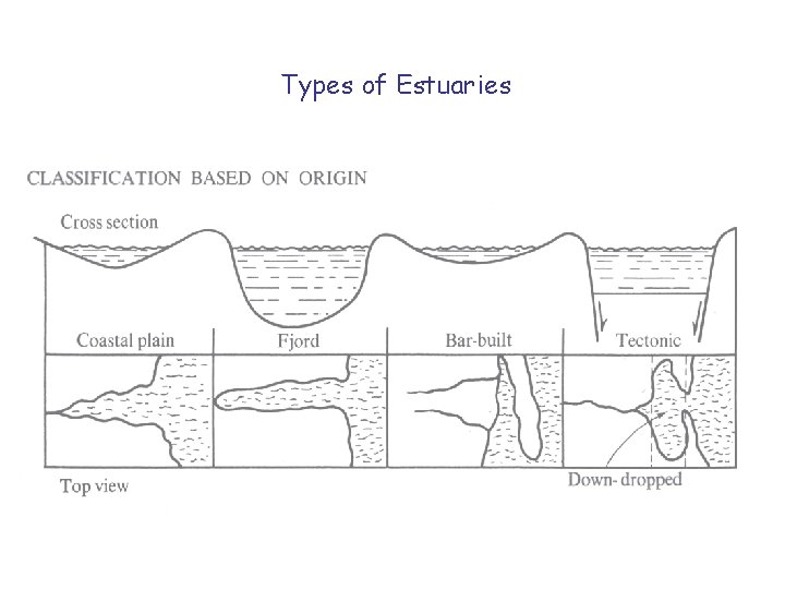 Types of Estuaries 