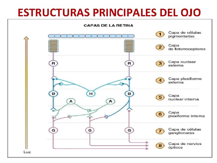 ESTRUCTURAS PRINCIPALES DEL OJO 