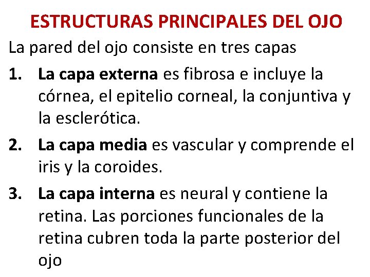 ESTRUCTURAS PRINCIPALES DEL OJO La pared del ojo consiste en tres capas 1. La