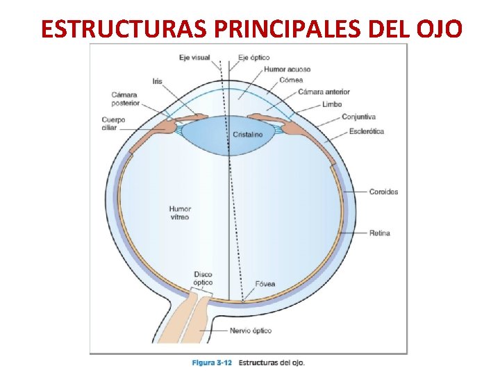 ESTRUCTURAS PRINCIPALES DEL OJO 