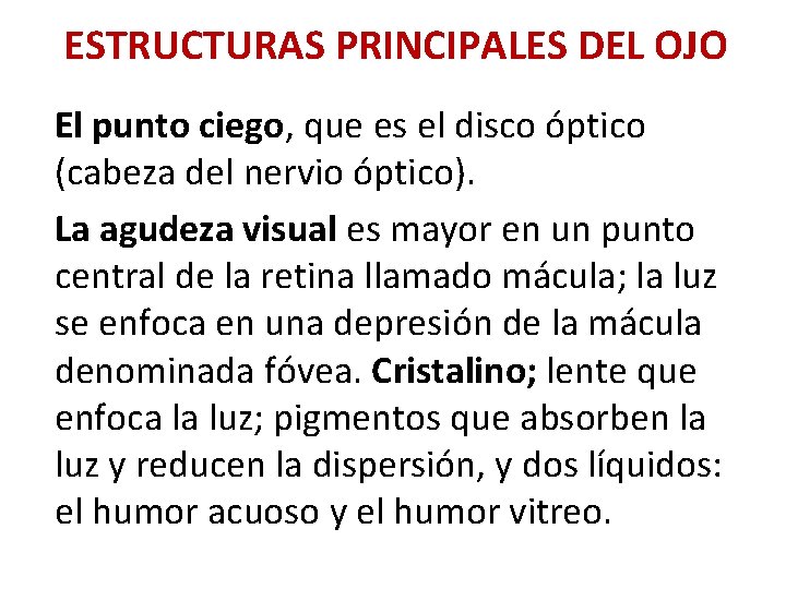 ESTRUCTURAS PRINCIPALES DEL OJO El punto ciego, que es el disco óptico (cabeza del