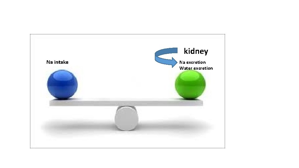 kidney Na intake Na excretion Water excretion 