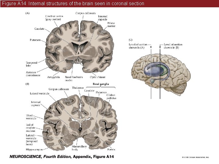 Figure A 14 Internal structures of the brain seen in coronal section 