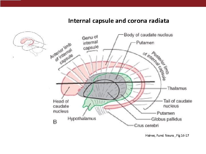 Internal capsule and corona radiata Haines, Fund. Neuro. , Fig 16 -17 