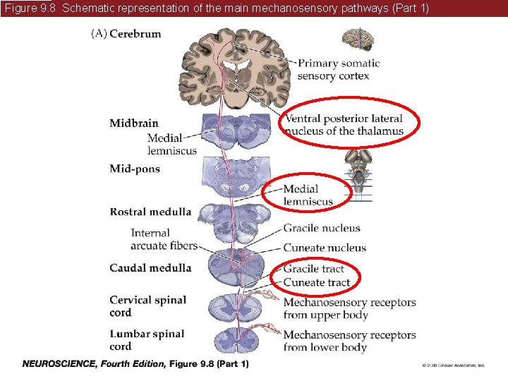 Figure 9. 8 Schematic representation of the main mechanosensory pathways (Part 1) 