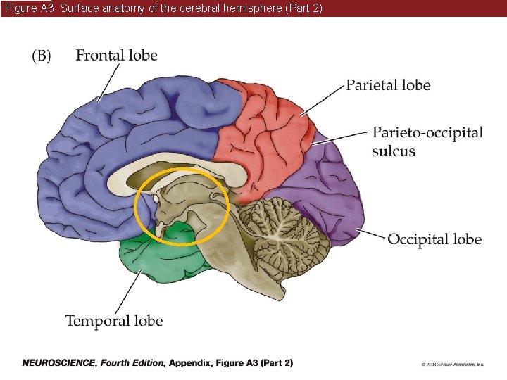 Figure A 3 Surface anatomy of the cerebral hemisphere (Part 2) 