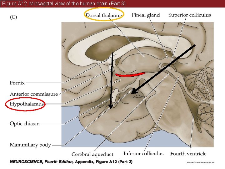 Figure A 12 Midsagittal view of the human brain (Part 3) 