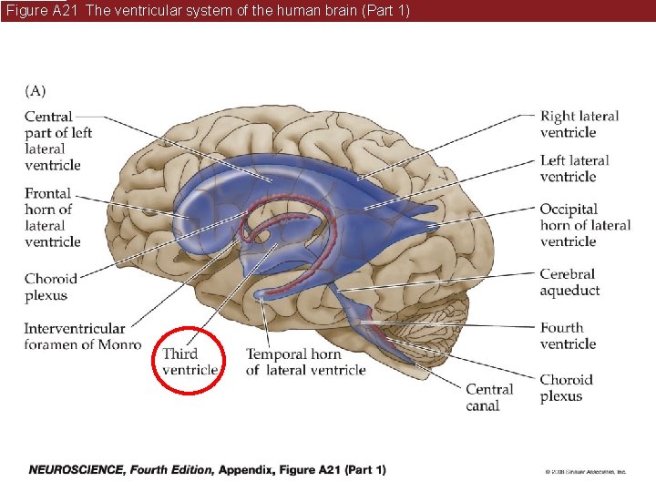 Figure A 21 The ventricular system of the human brain (Part 1) 