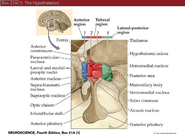 Box 21 A(1) The Hypothalamus 