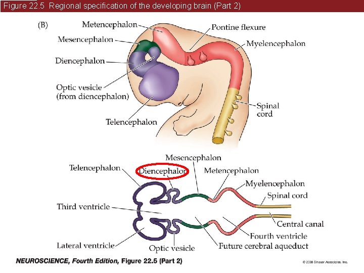 Figure 22. 5 Regional specification of the developing brain (Part 2) 