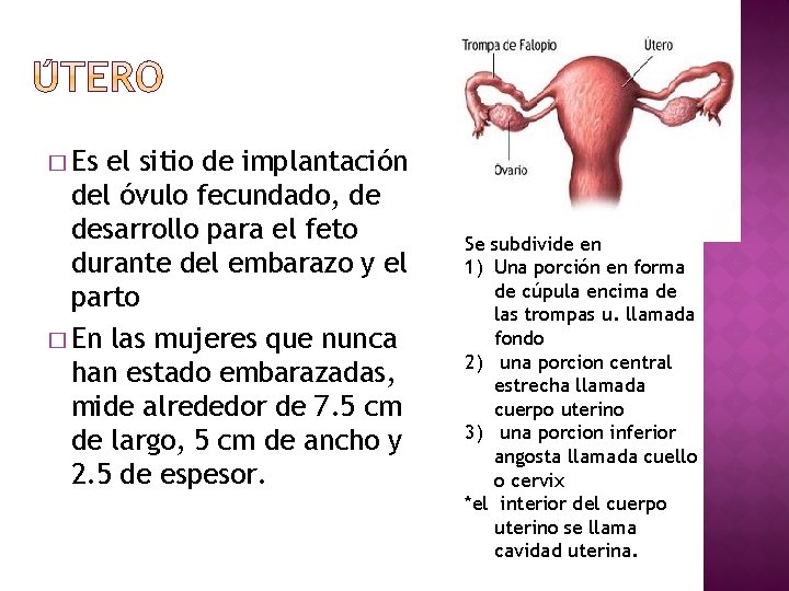 � Es el sitio de implantación del óvulo fecundado, de desarrollo para el feto