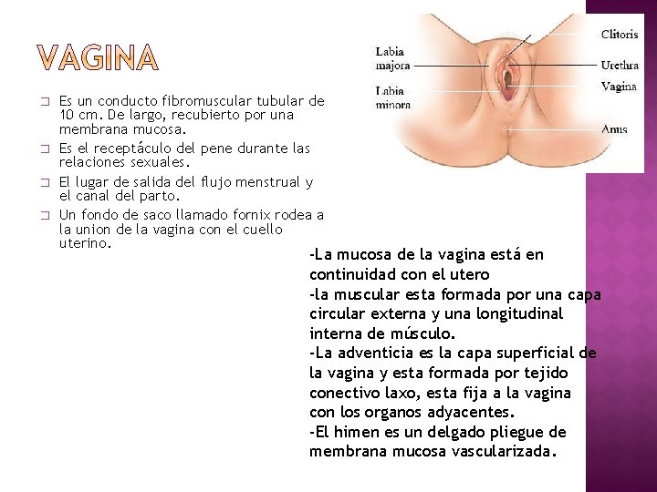 � � Es un conducto fibromuscular tubular de 10 cm. De largo, recubierto por