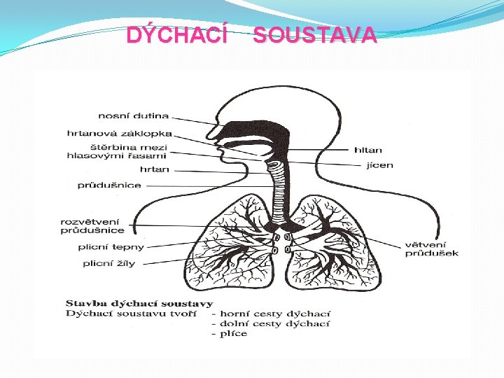 DÝCHACÍ SOUSTAVA 