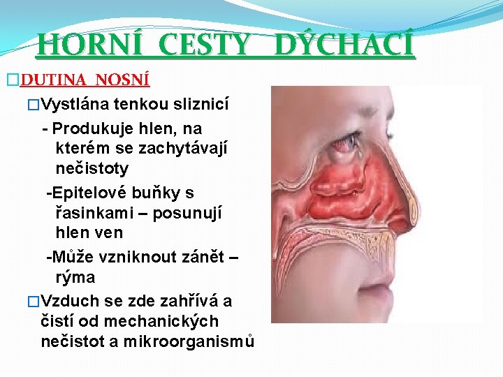 HORNÍ CESTY DÝCHACÍ �DUTINA NOSNÍ �Vystlána tenkou sliznicí - Produkuje hlen, na kterém se