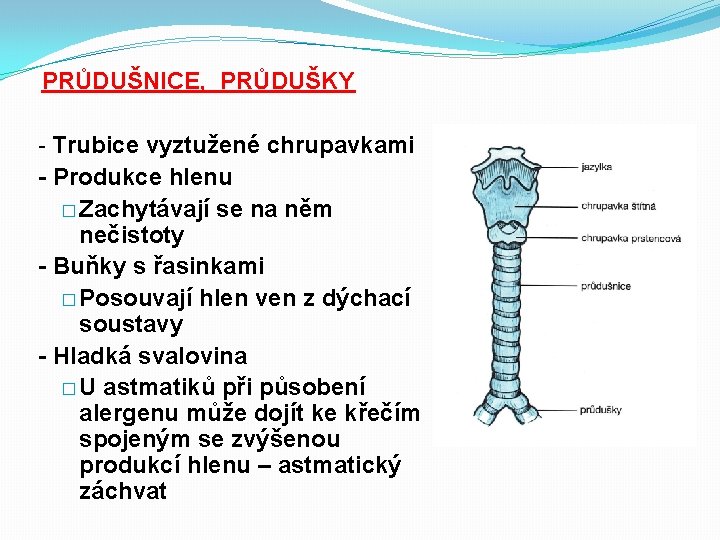 PRŮDUŠNICE, PRŮDUŠKY - Trubice vyztužené chrupavkami - Produkce hlenu � Zachytávají se na něm