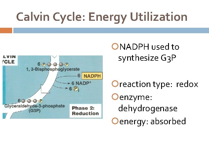 Calvin Cycle: Energy Utilization NADPH used to synthesize G 3 P reaction type: redox