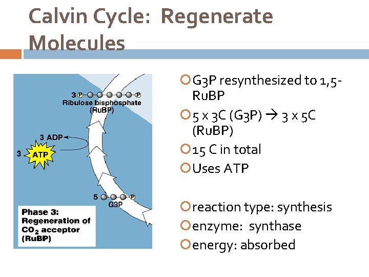 Calvin Cycle: Regenerate Molecules G 3 P resynthesized to 1, 5 Ru. BP 5