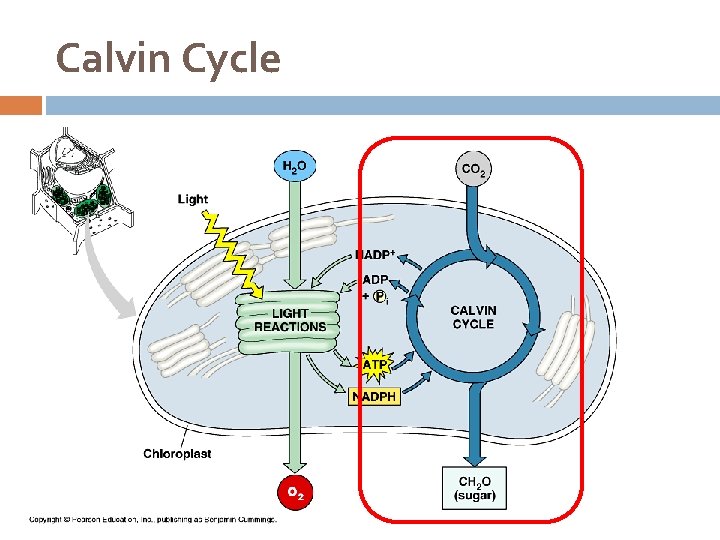 Calvin Cycle 