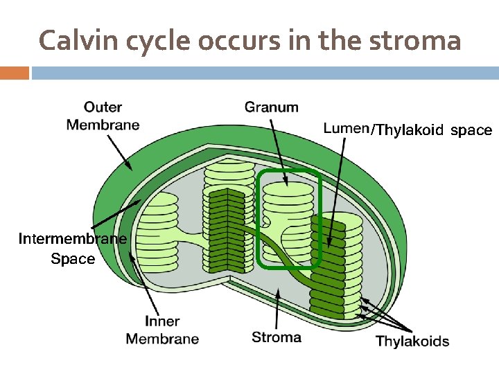 Calvin cycle occurs in the stroma /Thylakoid space Intermembrane Space 
