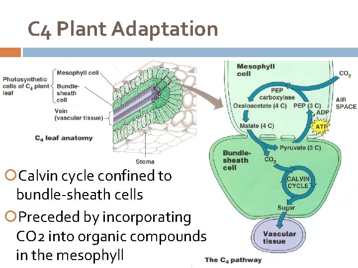 C 4 Plant Adaptation Calvin cycle confined to bundle-sheath cells Preceded by incorporating CO