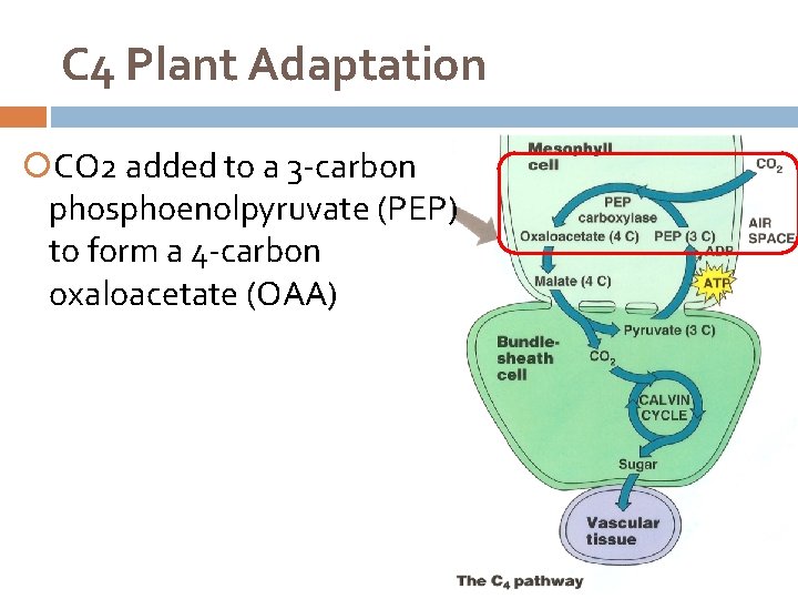 C 4 Plant Adaptation CO 2 added to a 3 -carbon phosphoenolpyruvate (PEP) to