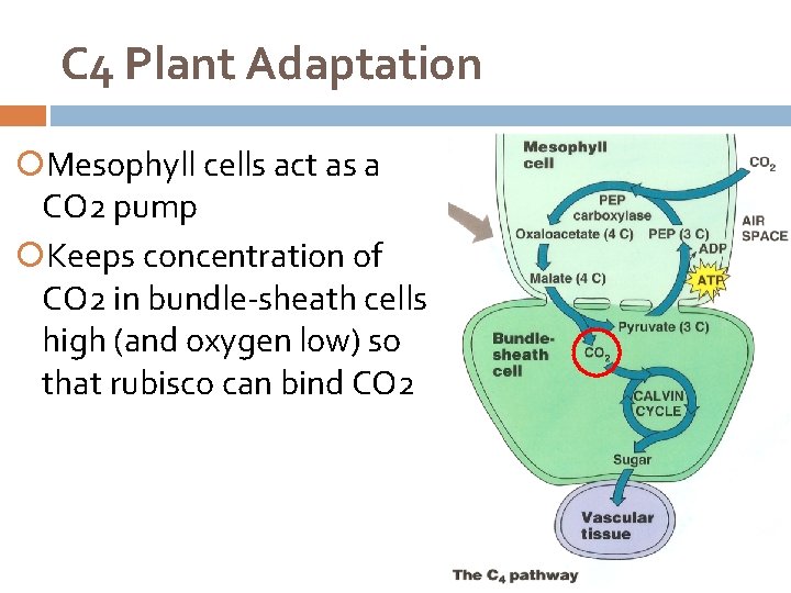 C 4 Plant Adaptation Mesophyll cells act as a CO 2 pump Keeps concentration