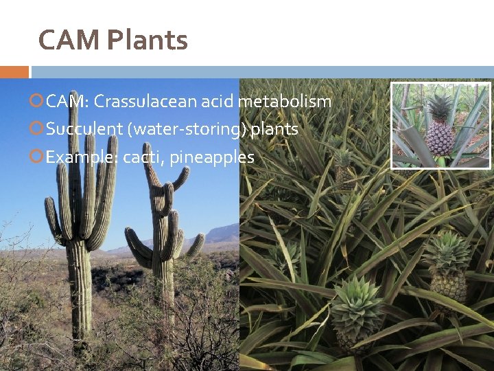 CAM Plants CAM: Crassulacean acid metabolism Succulent (water-storing) plants Example: cacti, pineapples 