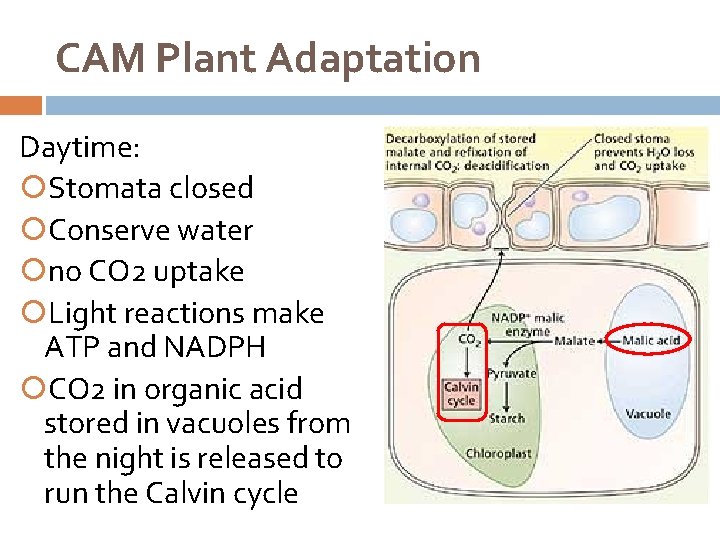 CAM Plant Adaptation Daytime: Stomata closed Conserve water no CO 2 uptake Light reactions