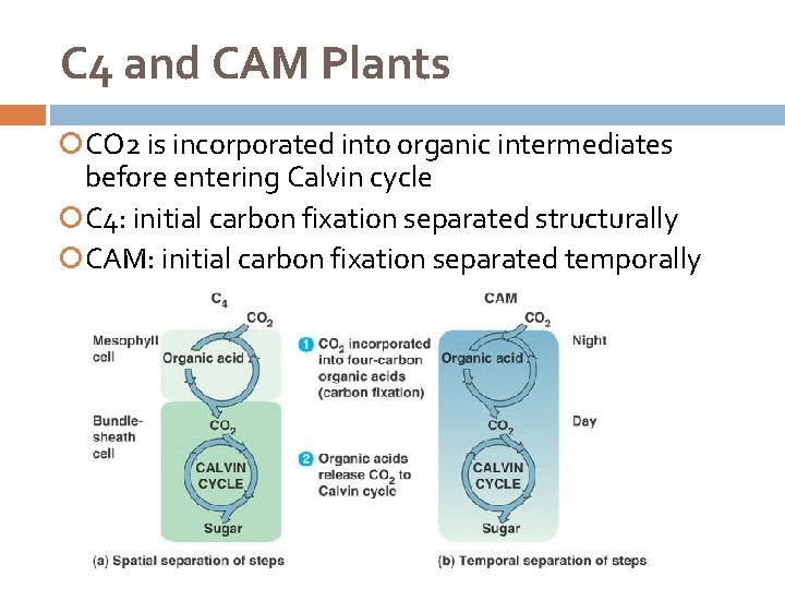 C 4 and CAM Plants CO 2 is incorporated into organic intermediates before entering