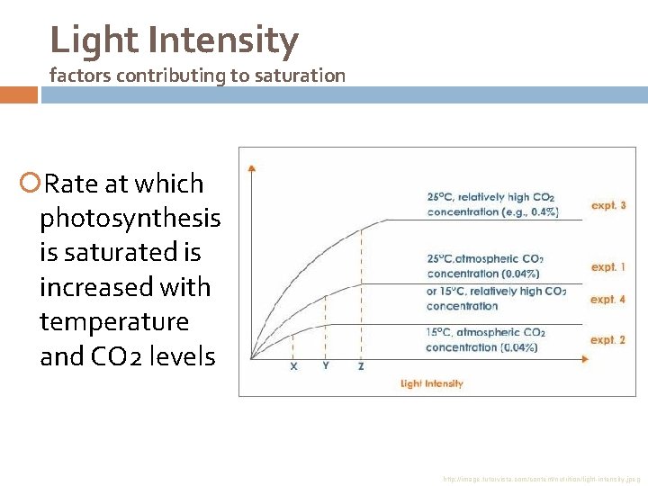 Light Intensity factors contributing to saturation Rate at which photosynthesis is saturated is increased