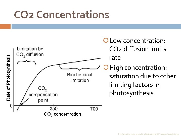 CO 2 Concentrations Rate of Photosynthesis Low concentration: CO 2 diffusion limits rate High