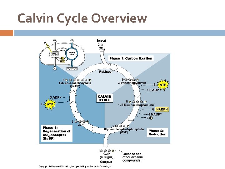 Calvin Cycle Overview 