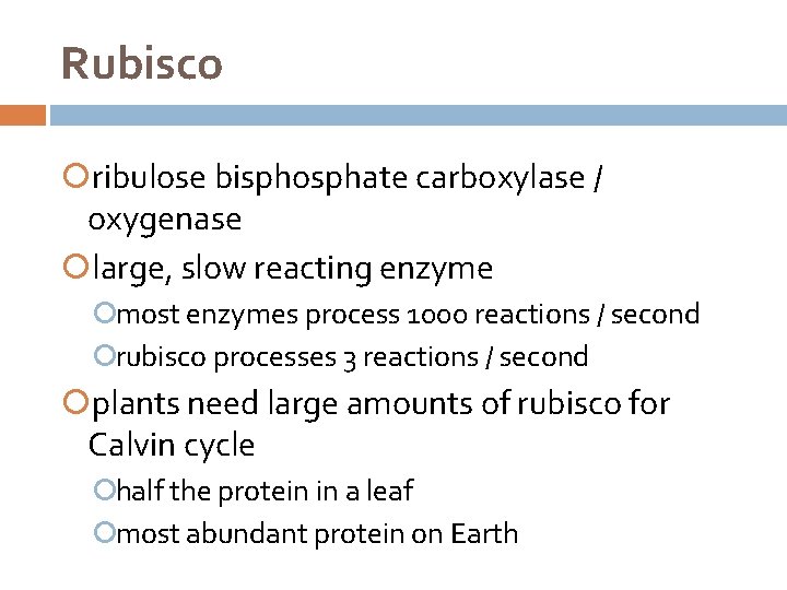 Rubisco ribulose bisphosphate carboxylase / oxygenase large, slow reacting enzyme most enzymes process 1000