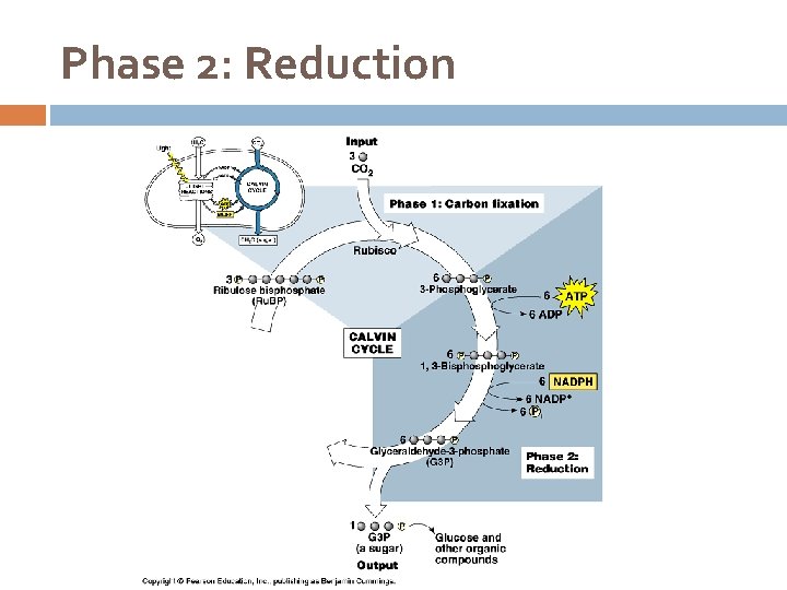 Phase 2: Reduction 