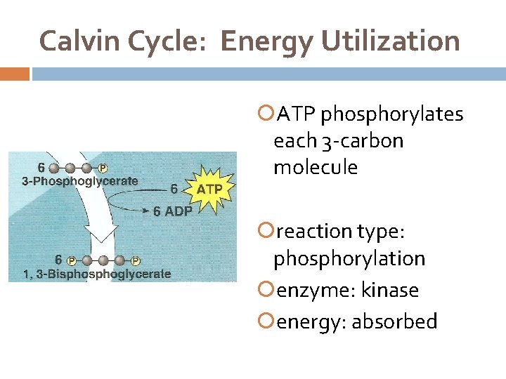 Calvin Cycle: Energy Utilization ATP phosphorylates each 3 -carbon molecule reaction type: phosphorylation enzyme: