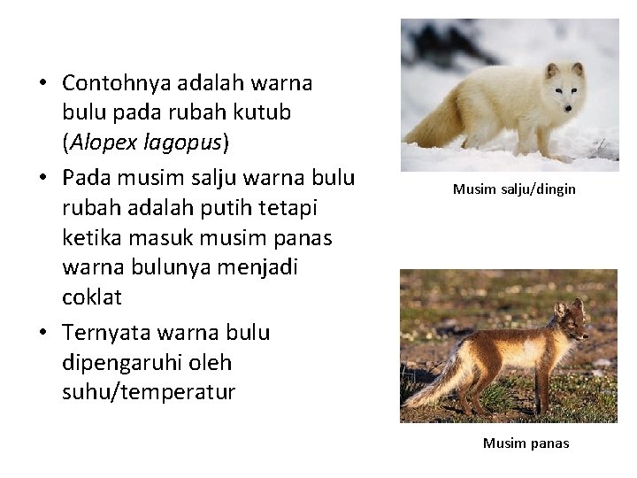  • Contohnya adalah warna bulu pada rubah kutub (Alopex lagopus) • Pada musim