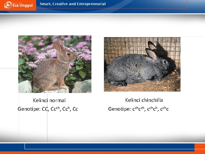 Kelinci normal Genotipe: CC, Ccch, Cc Kelinci chinchilla Genotipe: cchcch, cchc 
