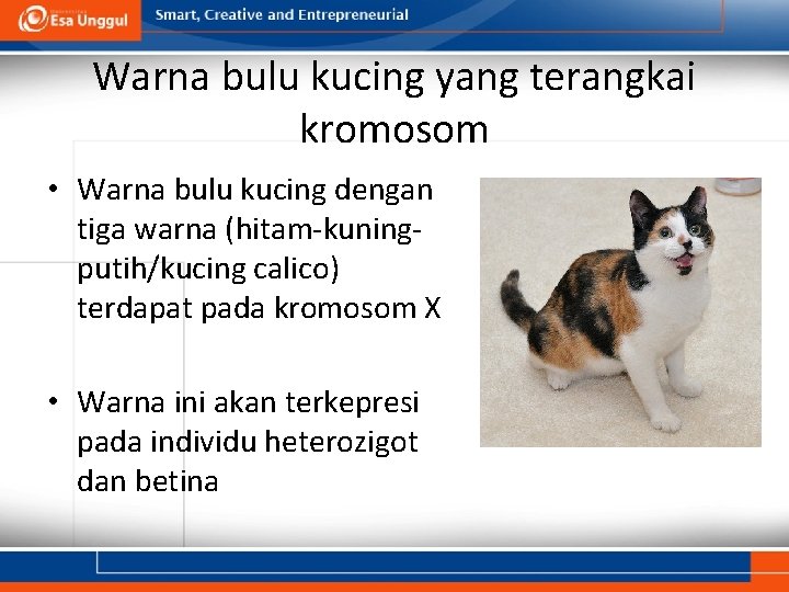 Warna bulu kucing yang terangkai kromosom • Warna bulu kucing dengan tiga warna (hitam-kuningputih/kucing