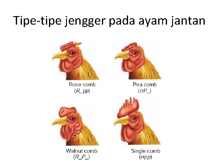 Tipe-tipe jengger pada ayam jantan 