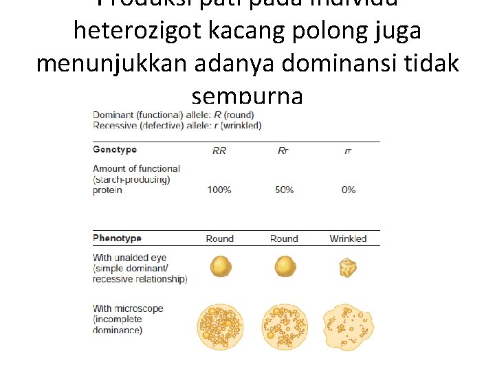 Produksi pati pada individu heterozigot kacang polong juga menunjukkan adanya dominansi tidak sempurna 