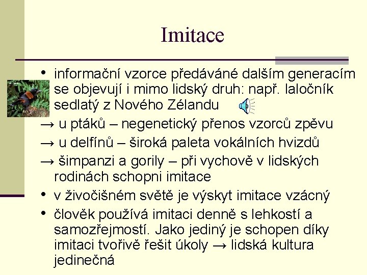 Imitace • informační vzorce předáváné dalším generacím se objevují i mimo lidský druh: např.