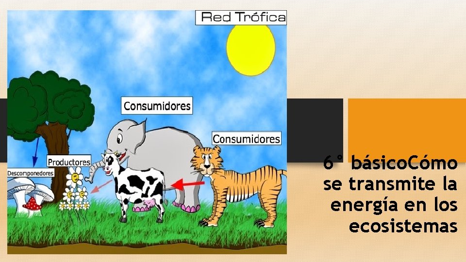 6° básico. Cómo se transmite la energía en los ecosistemas 